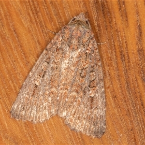Unverified Moth (Lepidoptera) at Symonston, ACT - Today by rawshorty
