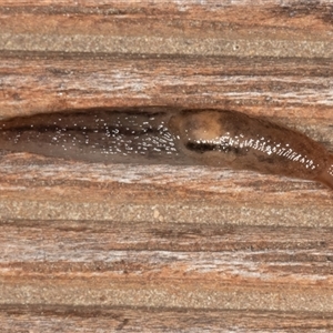 Unverified Mollusc (Mollusca) at Symonston, ACT - Today by rawshorty