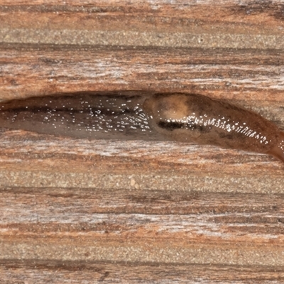 Ambigolimax sp. (valentius and waterstoni) (Striped Field Slug) at Symonston, ACT - 9 Oct 2025 by rawshorty