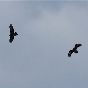 Aquila audax at Hume, ACT - 7 Oct 2025 by RodDeb