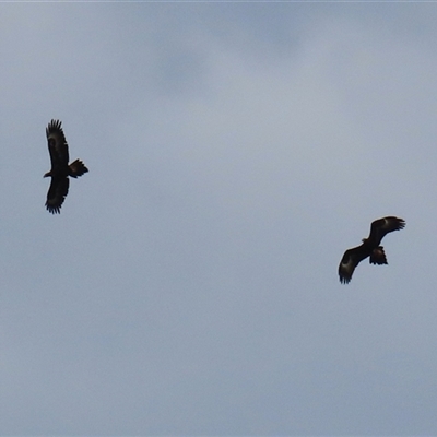 Aquila audax (Wedge-tailed Eagle) at Hume, ACT - 7 Oct 2025 by RodDeb