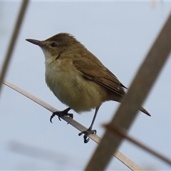 Acrocephalus australis (Australian Reed-Warbler) at Fyshwick, ACT - 7 Oct 2025 by RodDeb
