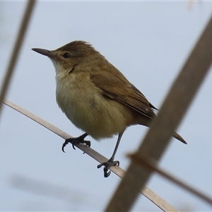 Acrocephalus australis at Fyshwick, ACT - 7 Oct 2025 by RodDeb