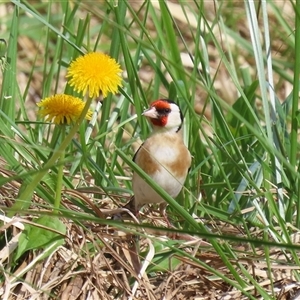 Carduelis carduelis at Fyshwick, ACT - 7 Oct 2025 by RodDeb