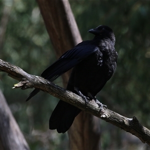 Corvus coronoides at Kingston, ACT - 7 Oct 2025 by RodDeb