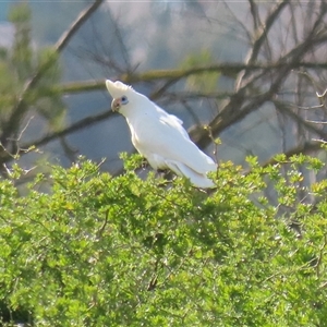 Cacatua galerita at Fyshwick, ACT - 7 Oct 2025 by RodDeb