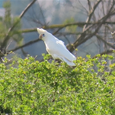 Cacatua sanguinea (Little Corella) at Fyshwick, ACT - 7 Oct 2025 by RodDeb