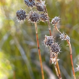 Baloskion fimbriatum at Lower Borough, NSW - Yesterday by JaneR