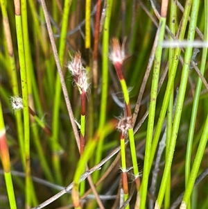 Baloskion fimbriatum at Lower Borough, NSW - 8 Oct 2025 01:18 PM