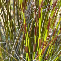 Baloskion fimbriatum at Lower Borough, NSW - 8 Oct 2025 01:18 PM