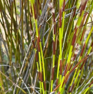 Baloskion fimbriatum at Lower Borough, NSW - 8 Oct 2025 01:18 PM