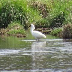 Platalea regia (Royal Spoonbill) at Fyshwick, ACT - 7 Oct 2025 by RodDeb