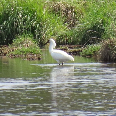 Platalea regia (Royal Spoonbill) at Fyshwick, ACT - 7 Oct 2025 by RodDeb