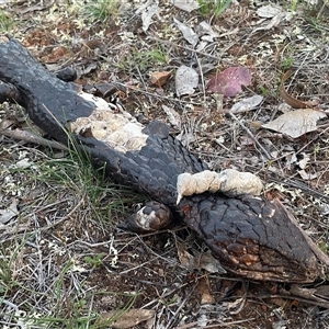 Tiliqua rugosa at Watson, ACT - Yesterday by Lisa.Jok