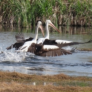 Pelecanus conspicillatus at Fyshwick, ACT - 7 Oct 2025 by RodDeb