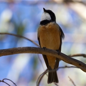 Pachycephala rufiventris at Pialligo, ACT - Yesterday by jb2602