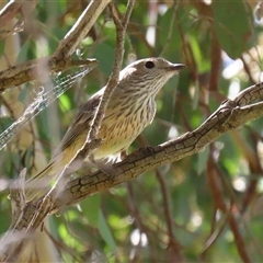 Pachycephala rufiventris at Fyshwick, ACT - 7 Oct 2025 by RodDeb