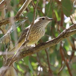Pachycephala rufiventris at Fyshwick, ACT - 7 Oct 2025 by RodDeb