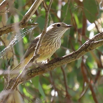 Pachycephala rufiventris at Fyshwick, ACT - 7 Oct 2025 by RodDeb
