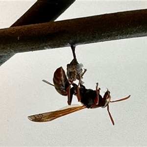 Polistes (Gyrostoma) schach at Aranda, ACT - Yesterday by KMcCue