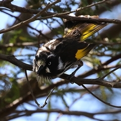 Phylidonyris novaehollandiae at Fyshwick, ACT - 7 Oct 2025 by RodDeb