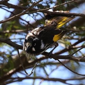 Phylidonyris novaehollandiae at Fyshwick, ACT - 7 Oct 2025 by RodDeb