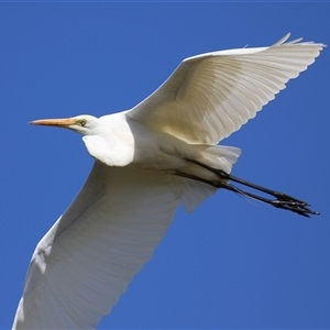 Ardea alba at Kingston, ACT - 7 Oct 2025 by RodDeb