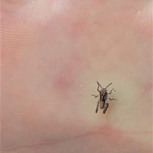 Unverified Insect at Pialligo, ACT - Today by Kym