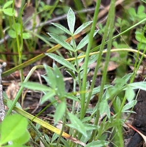 Unverified Plant at Hawker, ACT - Today by Jillw