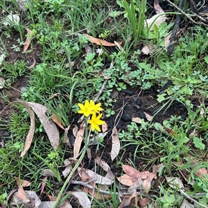 Hypoxis hygrometrica at Hawker, ACT - Today by Jillw