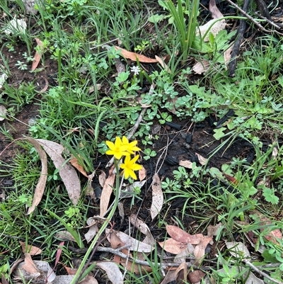 Bulbine bulbosa at Hawker, ACT - 9 Oct 2025 by Jillw