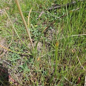 Bulbine bulbosa at Googong, NSW - Yesterday by BrianSummers
