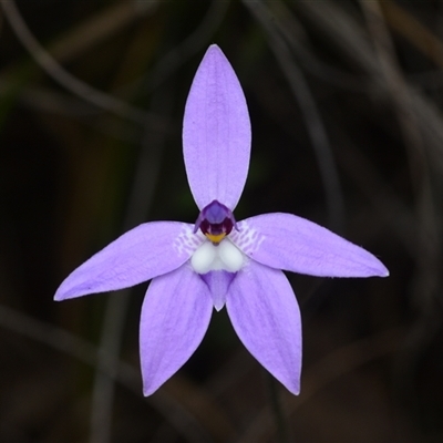 Glossodia major (Wax Lip Orchid) at Aranda, ACT - 8 Oct 2025 by NateKingsford