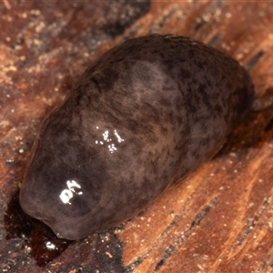 Deroceras reticulatum (Grey Field Slug) at Symonston, ACT - Today by rawshorty