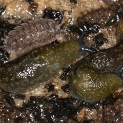 Limacus flavus (Yellow Cellar Slug) at Symonston, ACT - 9 Oct 2025 by rawshorty