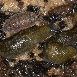 Limacus flavus (Yellow Cellar Slug) at Symonston, ACT - Today by rawshorty