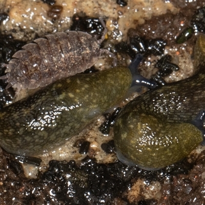 Limacus flavus (Yellow Cellar Slug) at Symonston, ACT - 9 Oct 2025 by rawshorty