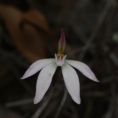 Caladenia fuscata (Dusky Fingers) at Cook, ACT - 8 Oct 2025 by NateKingsford