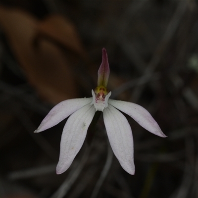 Caladenia fuscata (Dusky Fingers) at Cook, ACT - 8 Oct 2025 by NateKingsford