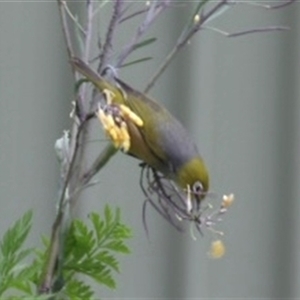 Zosterops lateralis at Yass, NSW - Today by SustainableSeg