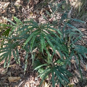 Blechnum nudum at Pappinbarra, NSW - 6 Oct 2025 by jonvanbeest