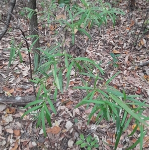 Unverified Other Shrub at Pappinbarra, NSW - Today by jonvanbeest