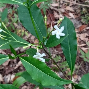 Unverified Other Shrub at Pappinbarra, NSW - Today by jonvanbeest