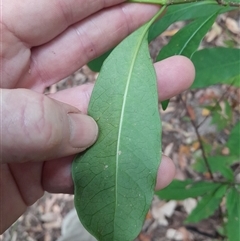 Unverified at suppressed - suppressed