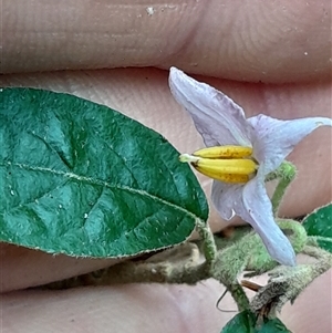 Unverified Other Shrub at Pappinbarra, NSW - Today by jonvanbeest