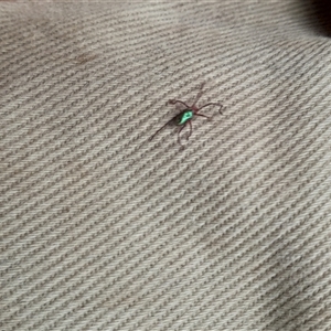 Unverified Other Arthropod at Pappinbarra, NSW - Today by jonvanbeest