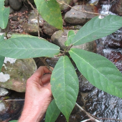 Ficus mollior at Mossman Gorge, QLD - 5 Oct 2017 by JasonPStewart