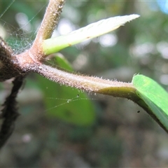 Ficus mollior at Mossman Gorge, QLD - 11 Oct 2017 by JasonPStewart