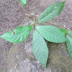Ficus mollior at Mossman Gorge, QLD - 12 Oct 2017 by JasonPStewart