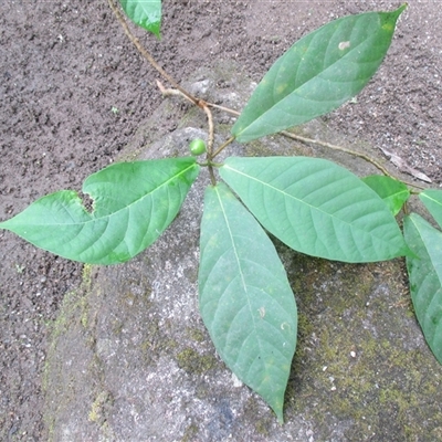 Ficus mollior at Mossman Gorge, QLD - 12 Oct 2017 by JasonPStewart